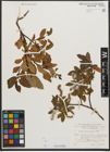 Foto von Salix waldsteiniana Willd.